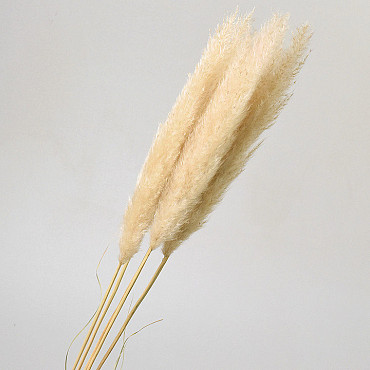 Pampas grass 90cm