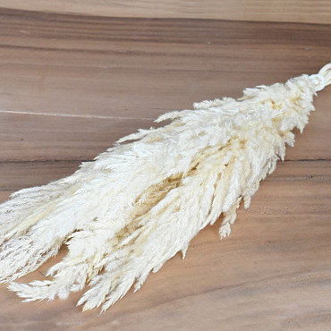 Pampas gras 8st Gebleekt 60cm
