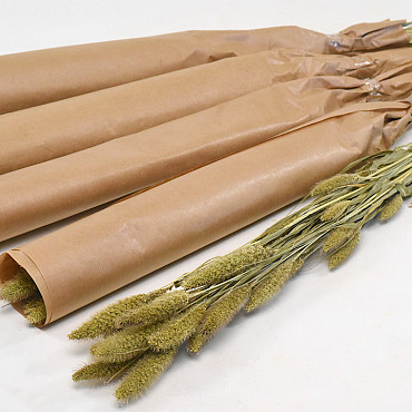 Setaria Eingewickelt 70cm
