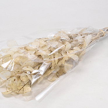 Lunaria Peeled 70cm