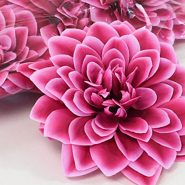 Dahlia Rose/Blanc D20cm 