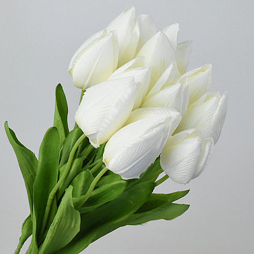 Tulip Cream 50cm 