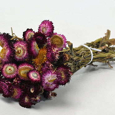 Helichrysum Dark Pink 40cm