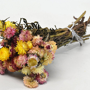 Helichrysum Mix 40cm