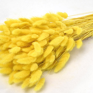 Lagurus Yellow 65cm