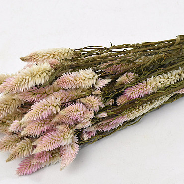 Celosia Rosa 50cm