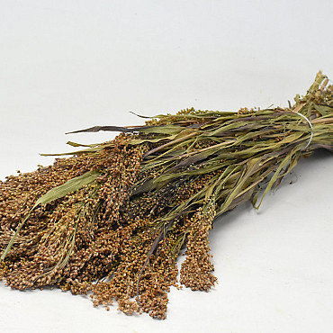 Panicum 70cm