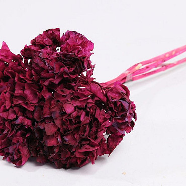 Hortensia Preparé bordeaux