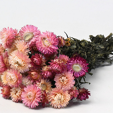 Helichrysum Pink 45cm