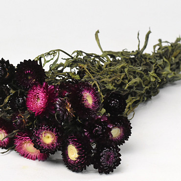Helichrysum Dark Pink 45cm
