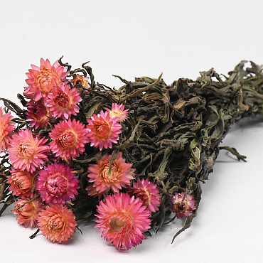 Helichrysum Zalm-roze 45cm