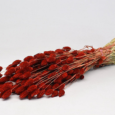 Phalaris Red 70cm