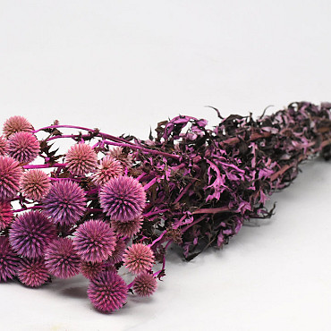 Chardon Echinops Rose 70cm 