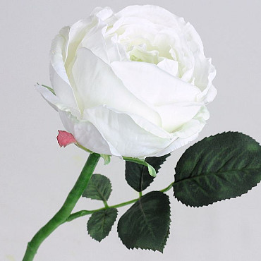 Tea Rose 33cm White