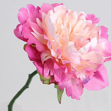 Peony Rose XL 30cm Pink-White
