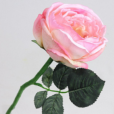 Rosier Thé 33cm Rose clair