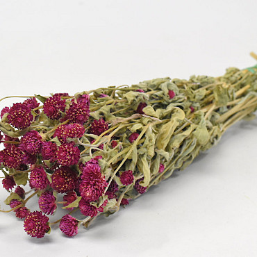 Gomphrena Purple 45cm