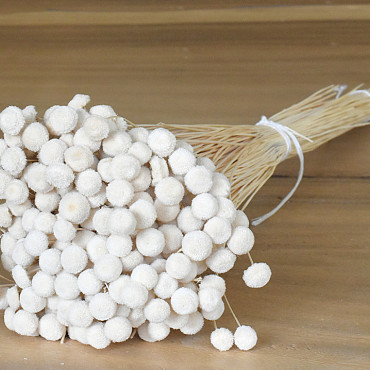 Botao Blanchi 100gr.