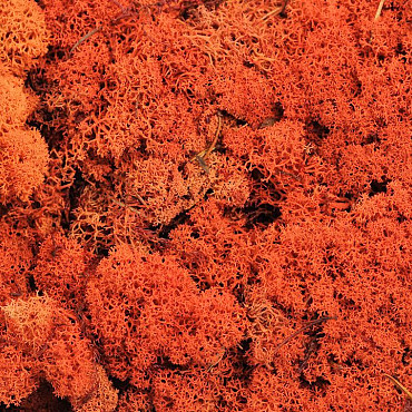 Lichen stabilisé Orange par kg