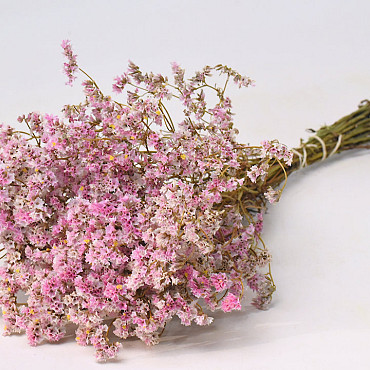 Limonium 45cm Hellrosa