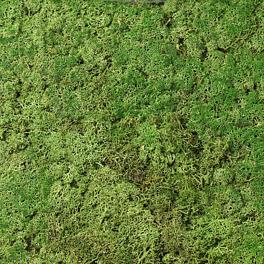 Lichen stabilisé Vert Forêt par kg, deuxième qualité