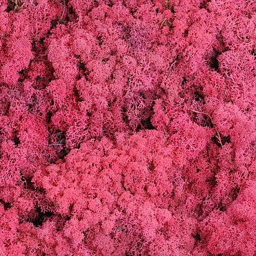 Rendiermos Fuchsia per kg