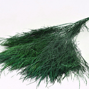 Tiki Fern Green 100gr.