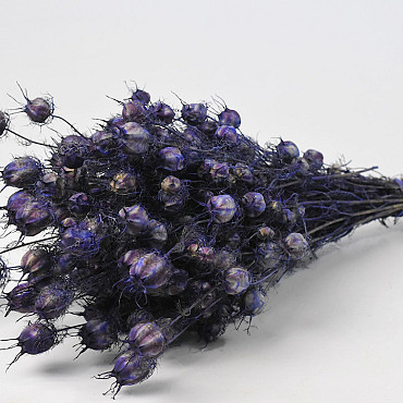 Nigella Paars 45cm