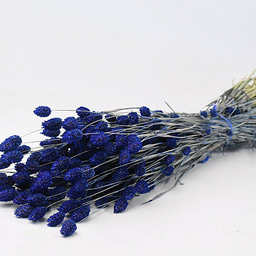 Bouquet Phalaris Bleu 70cm