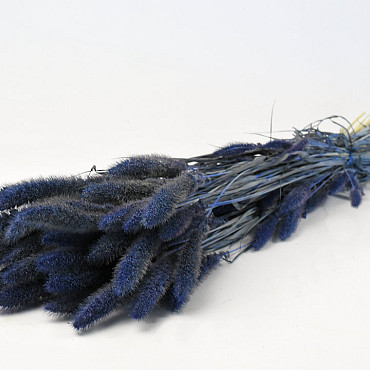 Setaria Blauw 65cm
