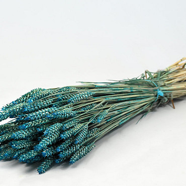 Triticum Petrol Blau (Weizen) 70cm