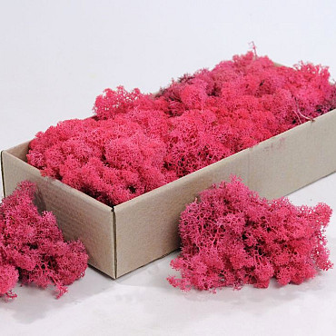 Islandmoos Fuchsia 500Gr.