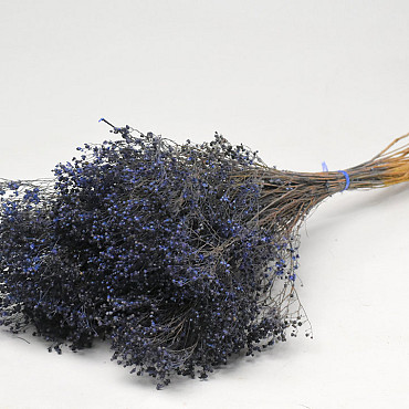 Broom Bloom Blue 50cm