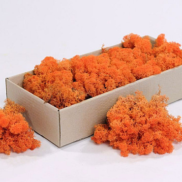 Reindeer Moss Orange 500gr.