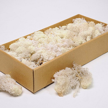 Reindeer Moss Bleached 500g.