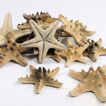 Starfish Rhino 10pcs.