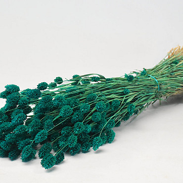 Phalaris Emerald Green 70cm