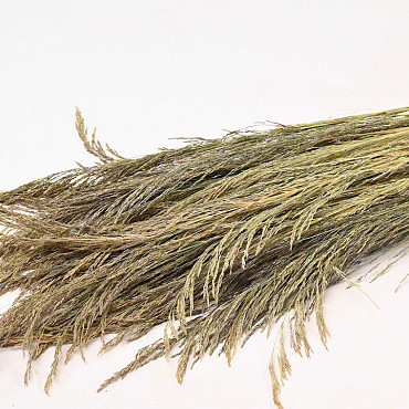 Silvergrass 110cm 200gr.