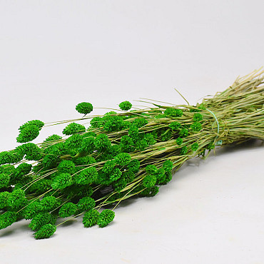 Bouquet Phalaris Vert 70cm