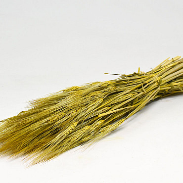 Barley Yellow  70cm