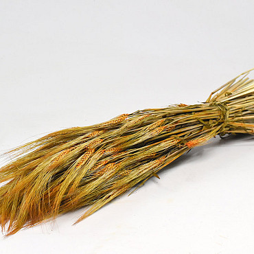 Barley Orange 70cm