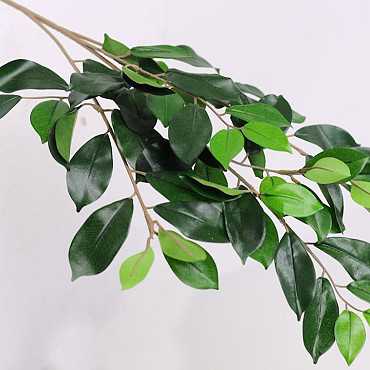 Ficus Branch 65cm