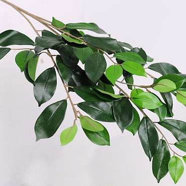 Ficus Zweig 65cm