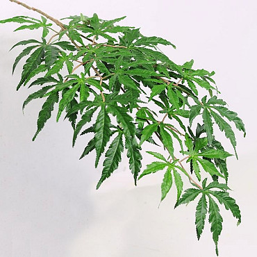 Japanese Maple 70Cm