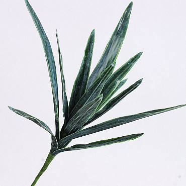 Dracaena Blad Steker 38cm