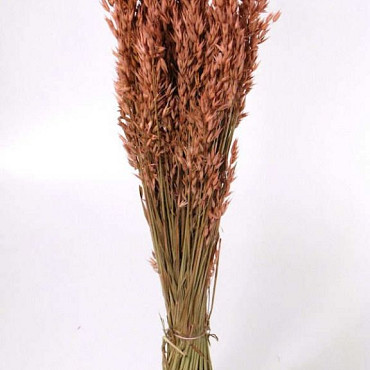 Avena Salmon 70cm