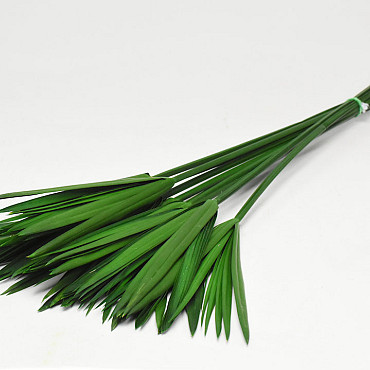 Papyrus Green preserved L65cm