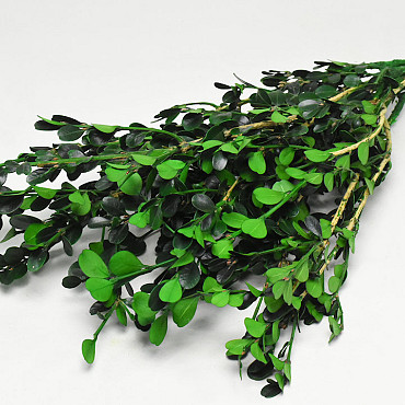 Buxus Grün L40-50cm