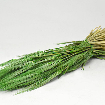 Gerst Groen 70cm