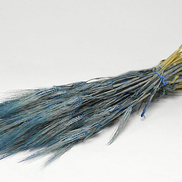 Barley Blue 70cm